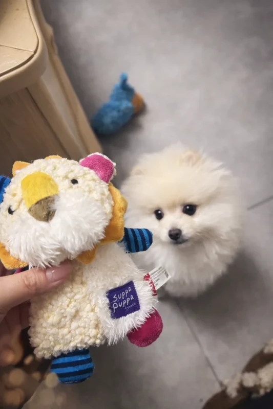 Pet supplies